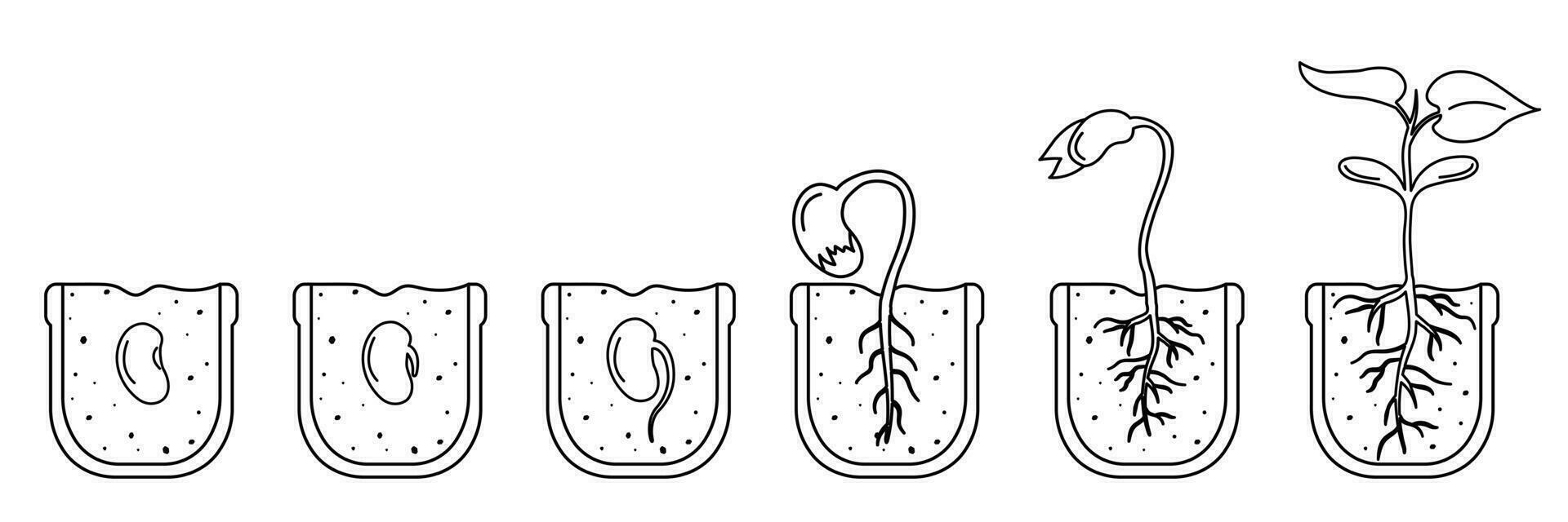 Stages of seed germination in pot of soil. Linear illustration of bean growth infographic vector