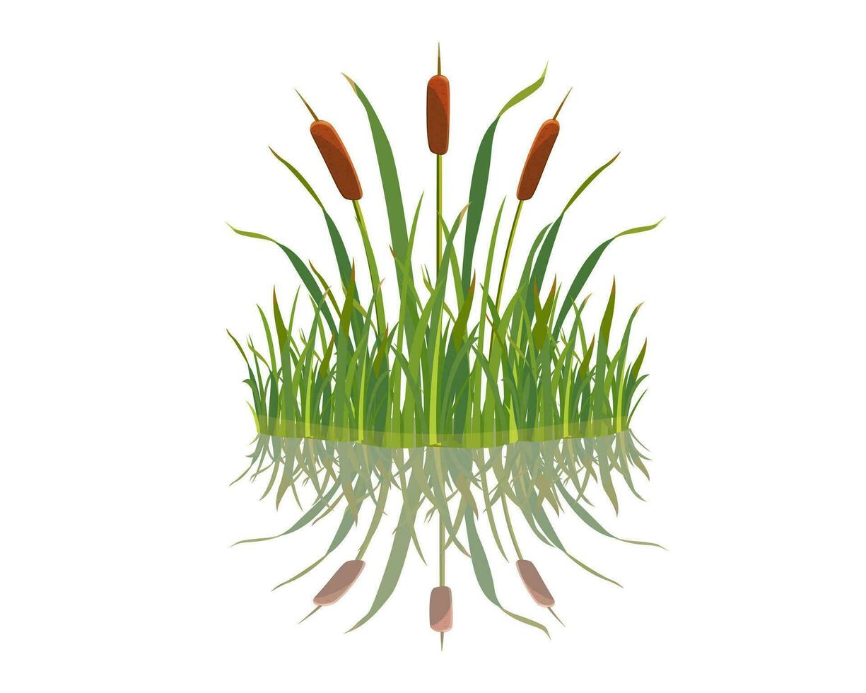Element of grass with reeds is reflected in the water. Swamp grass on white background. vector