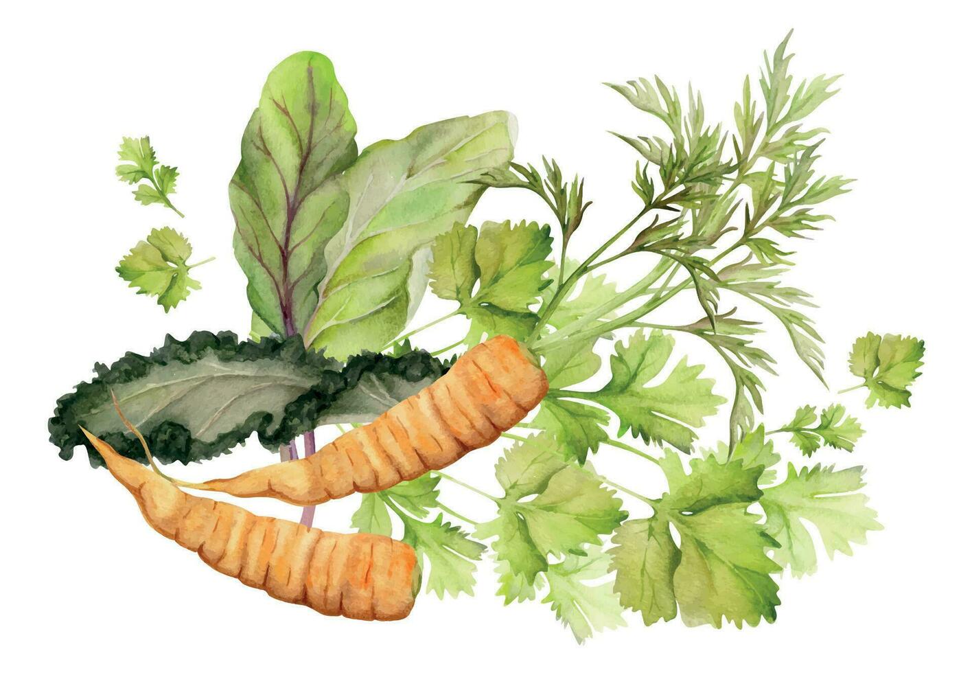 mano dibujado acuarela Zanahoria vegetal para dieta y sano estilo de vida, verde ensalada mezcla vegano cocinando. ilustración composición aislado en blanco antecedentes. diseño póster, imprimir, sitio web, tarjeta, menú vector