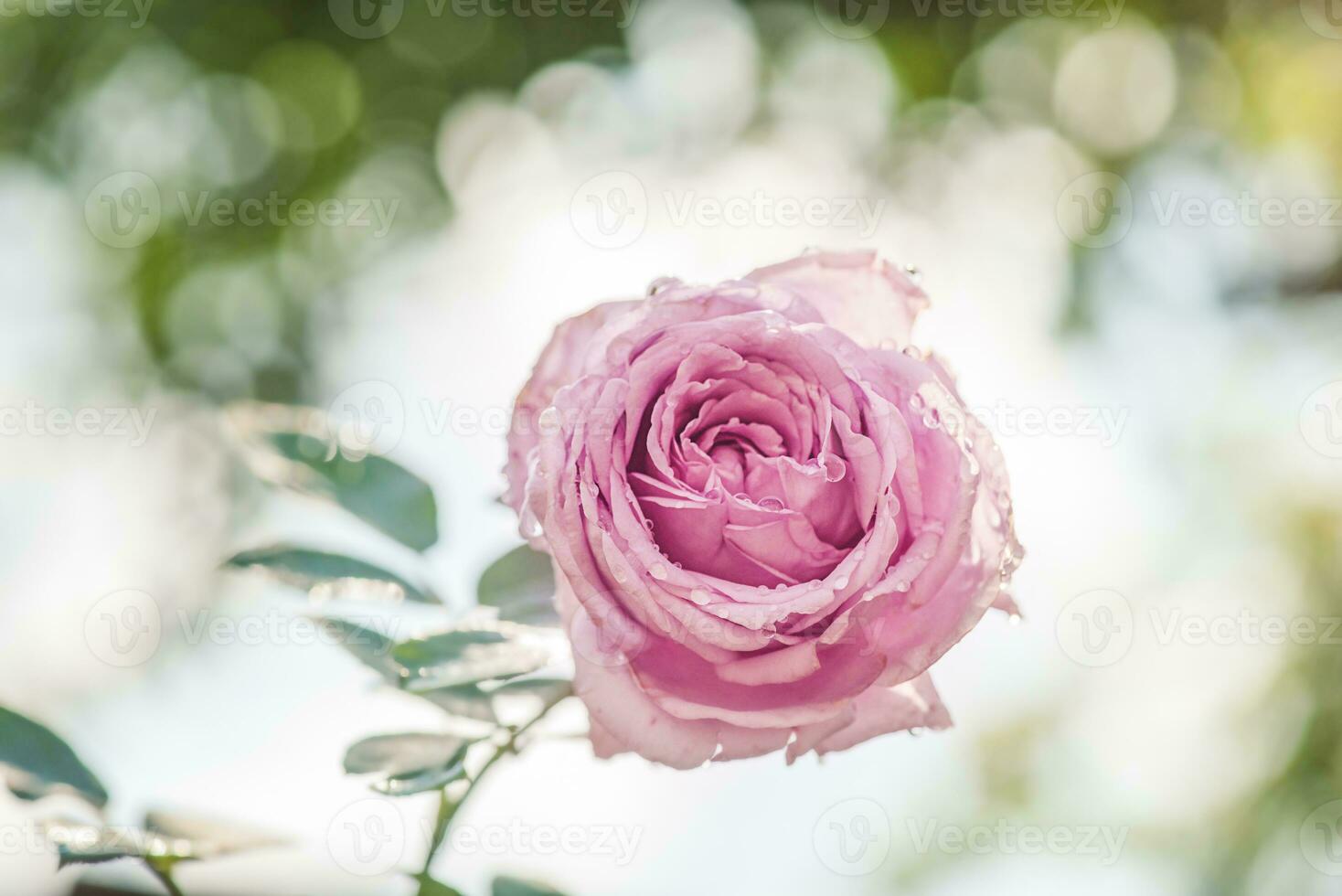 Pink rose on a blurred green background. Fine focus on the bud and natural bokeh. photo