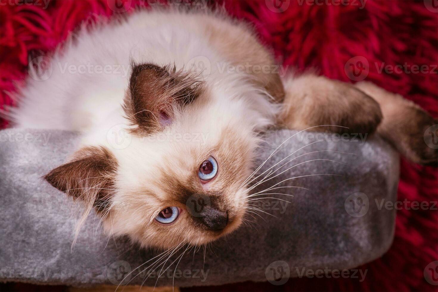 A kitten of the Neva Masquerade breed on a gray couch. Portrait of a beige and brown kitten indoors. photo