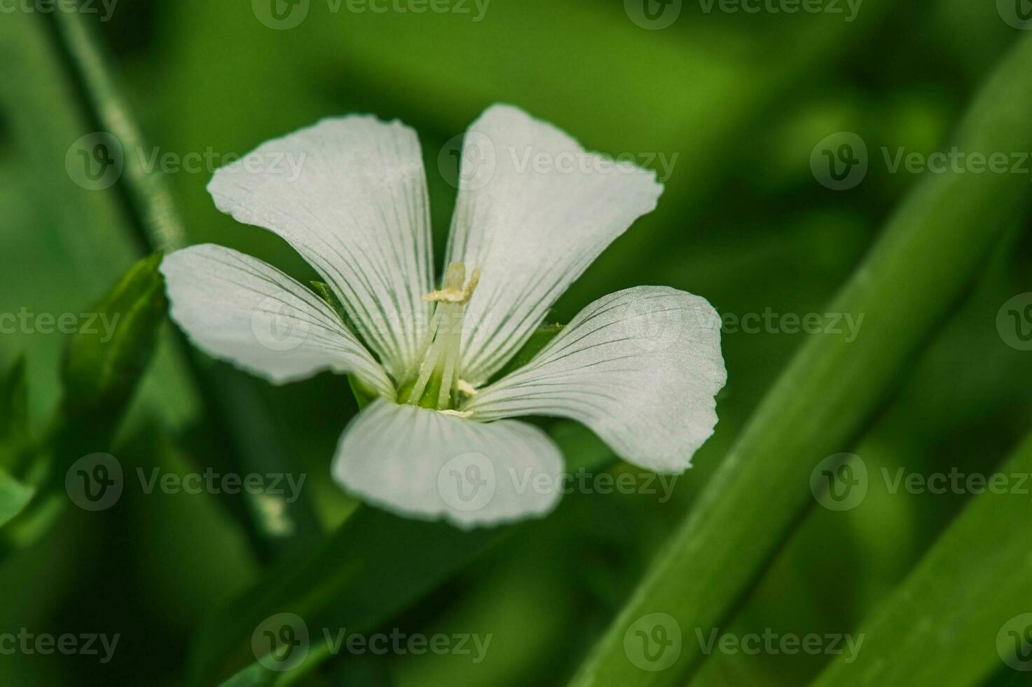 blanco linaza flor y verde hojas y césped. floreciente flor en un soleado día. foto