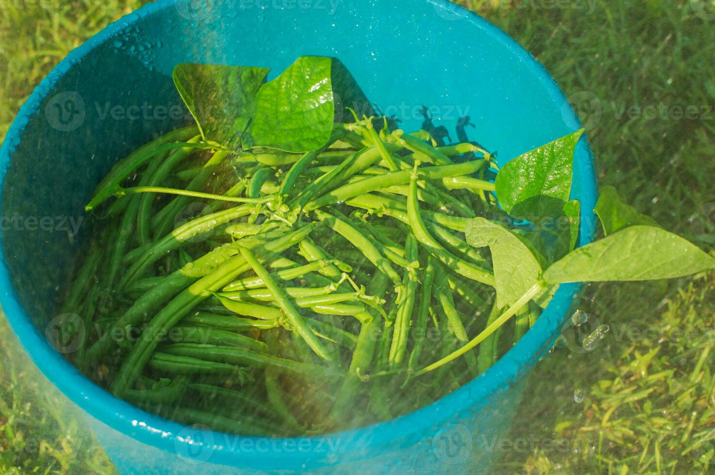 Asparagus green beans in a bucket. harvest Beans under irrigation water. Useful tasty product. photo