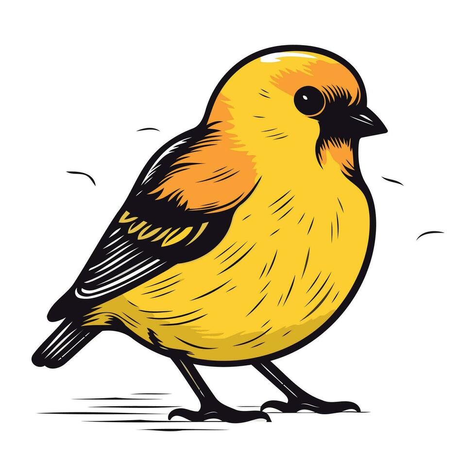 Vector hand drawn illustration of goldfinch. Isolated on white background.