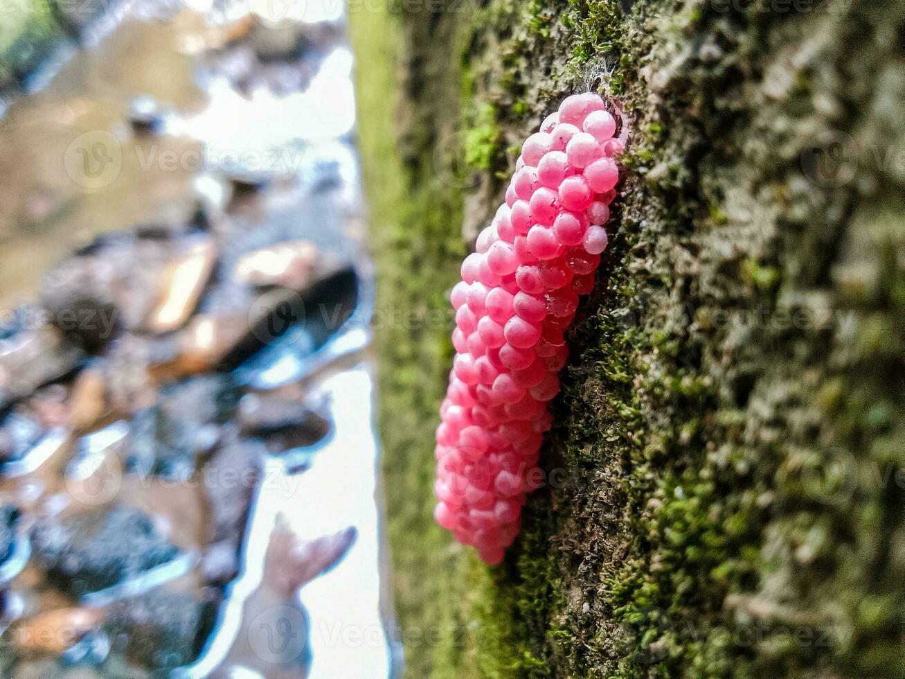 photo of snail eggs in the gutter