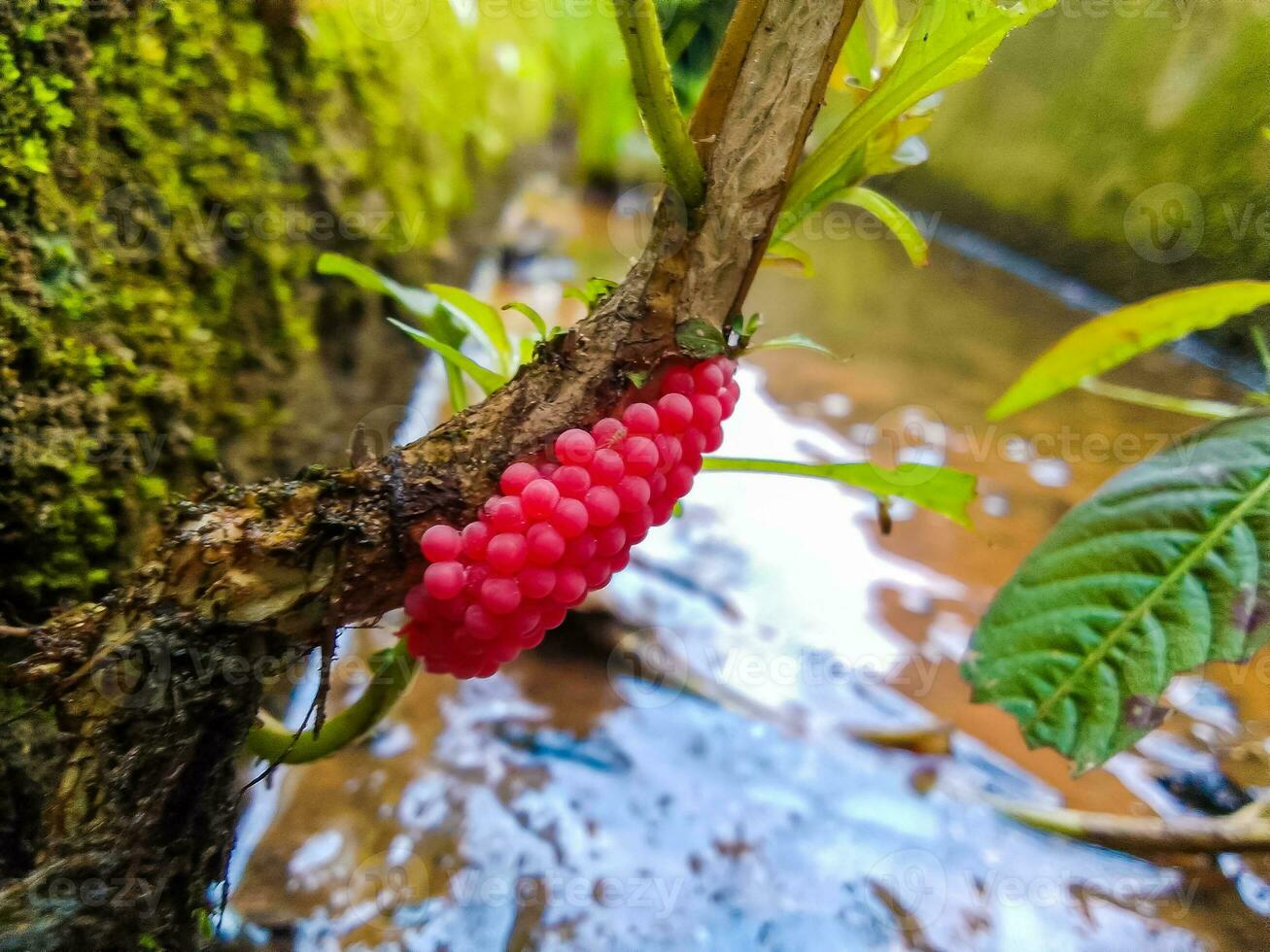 photo of snail eggs in the gutter