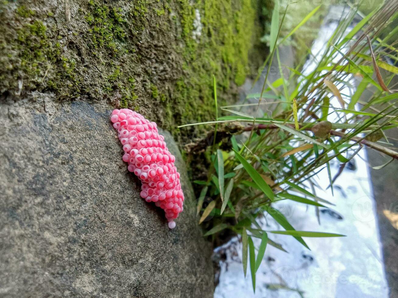 photo of snail eggs in the gutter