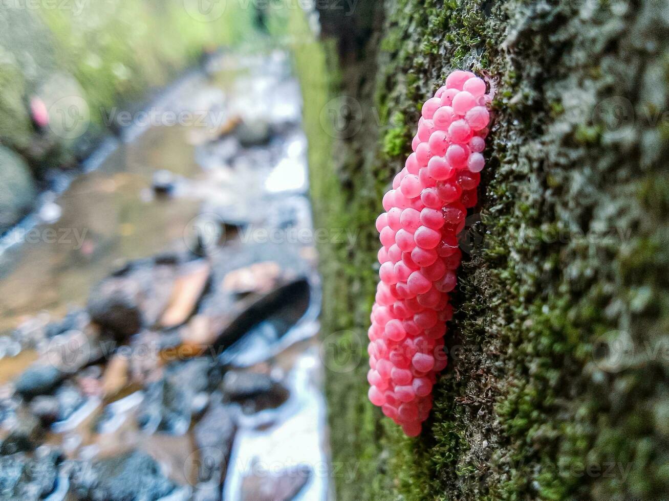 foto de caracol huevos en el canal