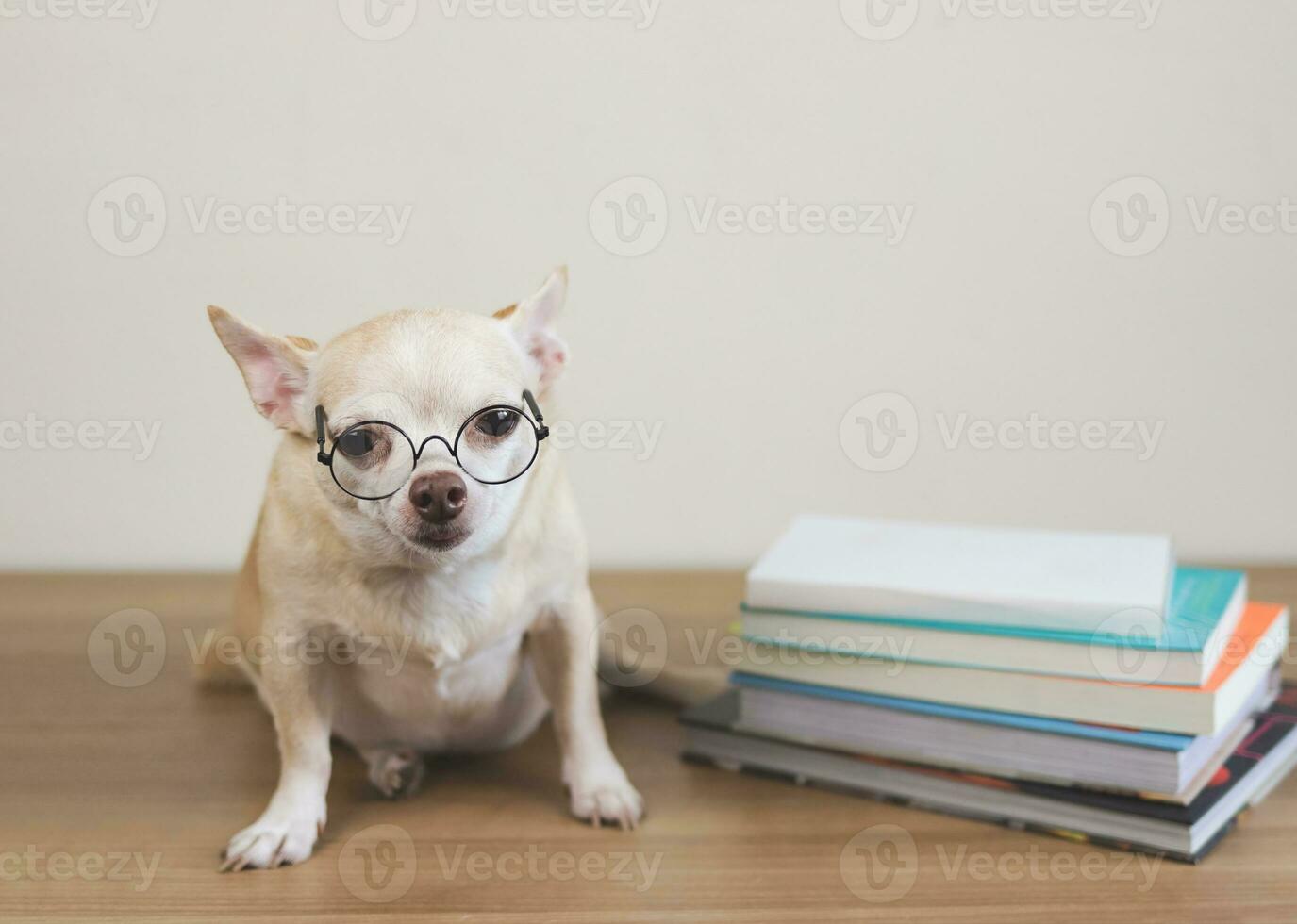 brown chihuahua dog wearing eye glasses, sitting  with stack of books on wooden floor and white background. photo