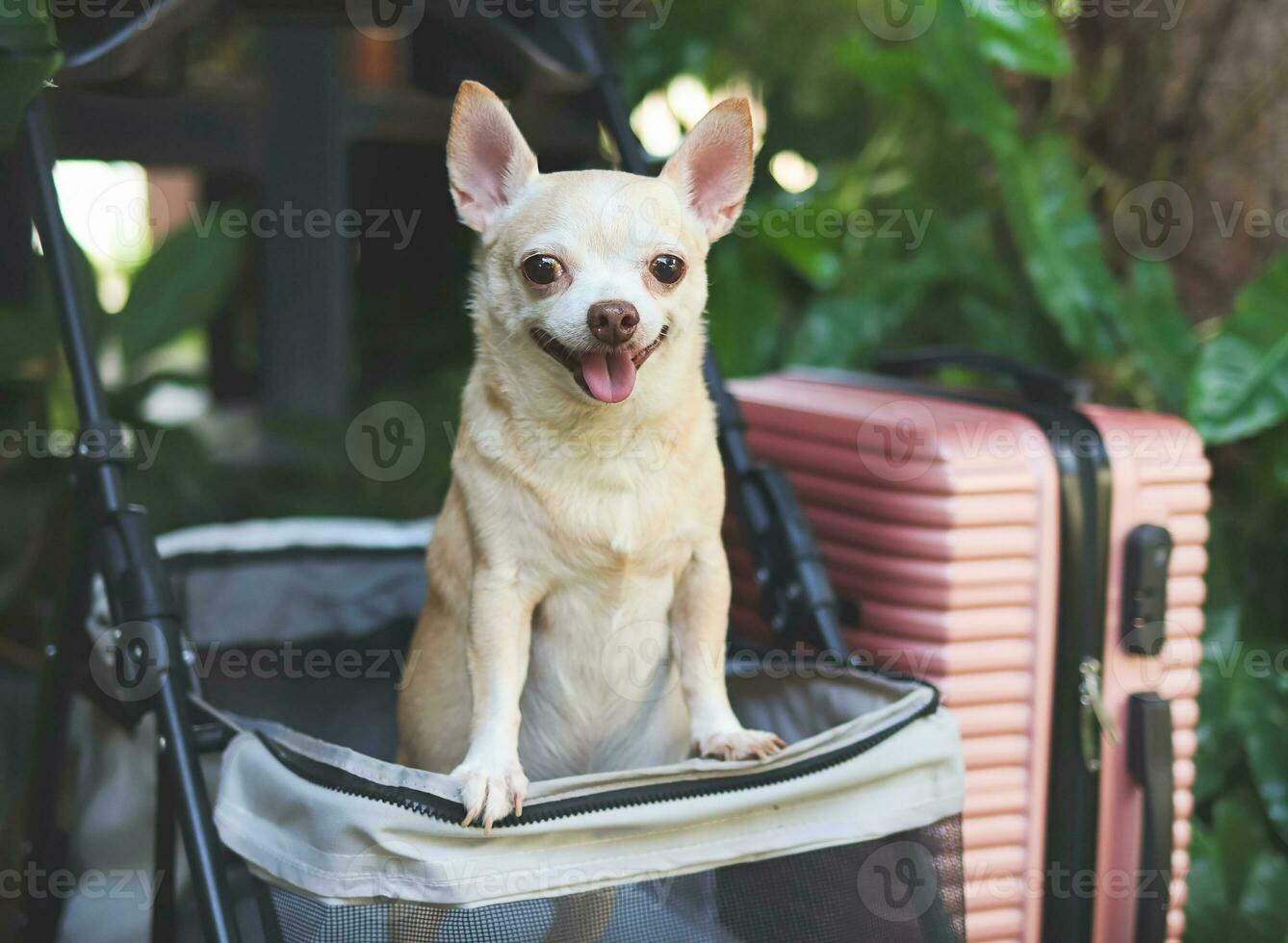 marrón corto pelo chihuahua perro en pie en mascota paseante con rosado maleta en el jardín. sonriente felizmente. contento vacaciones y de viaje con mascota concepto foto