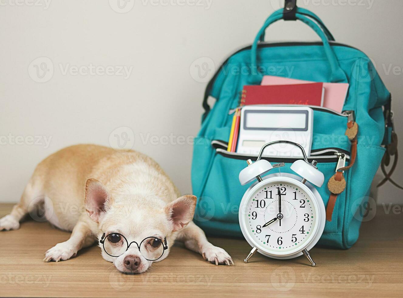 sleepy brown chihuahua dog wearing eye glasses, lying down with alarm clock 8 o'clock and school backpack on  wooden floor and white wall. photo