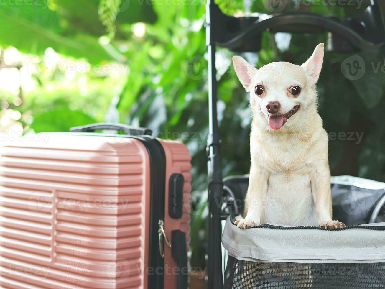 brown short hair chihuahua dog standing in pet stroller with pink suitcase in the garden. Smiling happily. happy vacation and travelling with pet concept photo