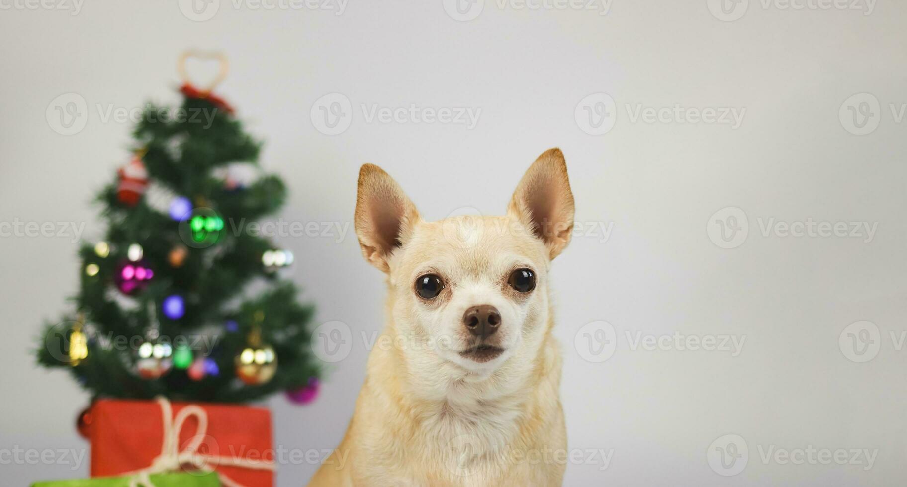 brown short hair chihuahua dog sitting on white background with Christmas tree and red and green gift box. photo