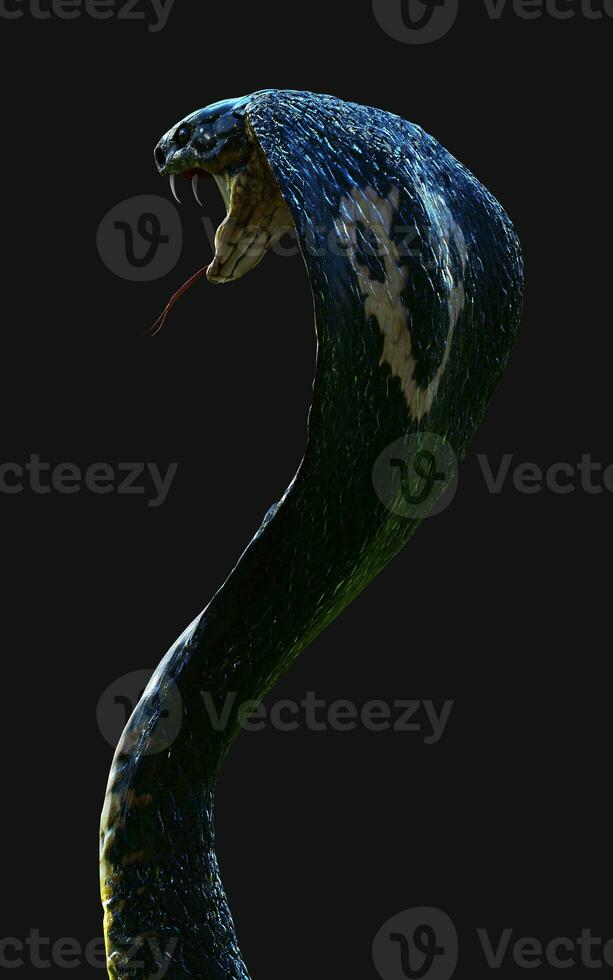 3d Illustration Close-Up of King cobra snake attack isolated on dark background with clipping path. photo