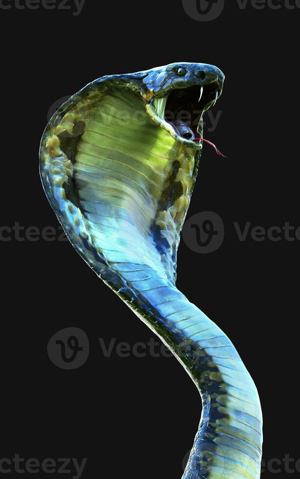 3d Illustration Close-Up of King cobra snake attack isolated on dark background with clipping path. photo