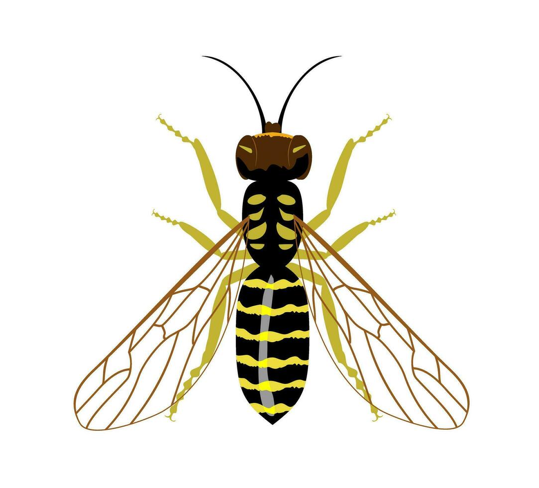 Wasp isolated image on a white background, insect, stings, wasp sting. Vector illustration yellow wasp on white background.