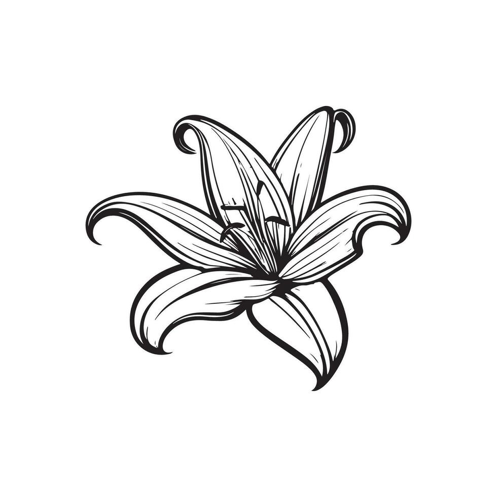 illustration of lily flower. vector