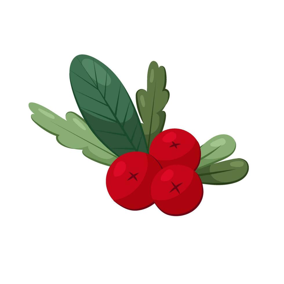 Vector illustration of winter red berries in flat style on a white background. Decorative composition of Ilex leaves and berries.