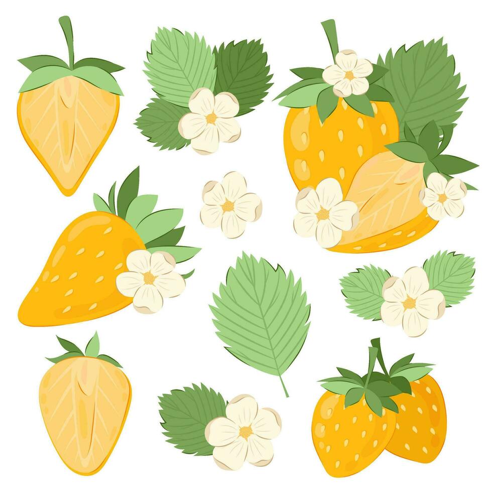 Yellow strawberry. Big set of vector illustrations of strawberries with flowers and leaves.