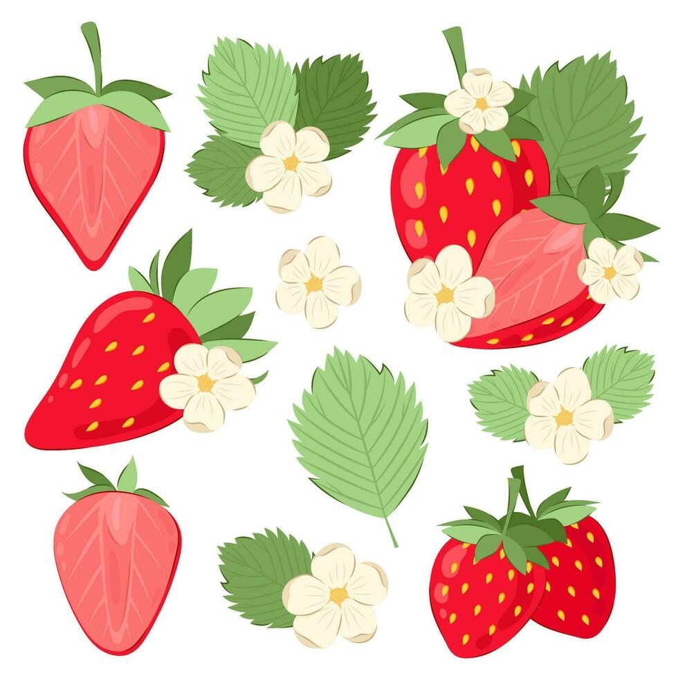 Red ripe strawberry. Big set of vector illustrations of strawberries with flowers and leaves.