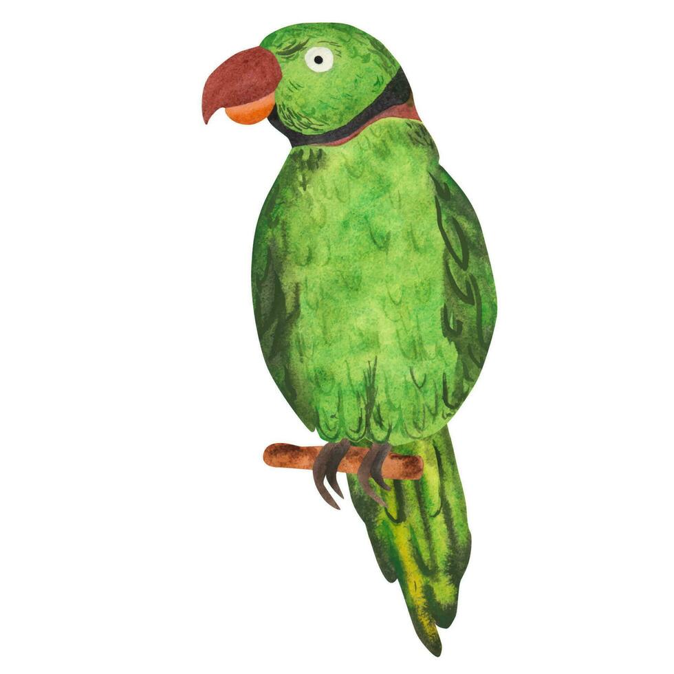 Green Alexandrine parrot. Watercolor illustration on white background