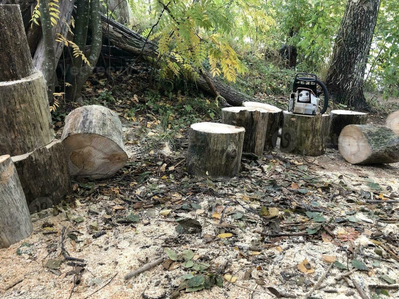 firewood logs of sawn tree trunk, firewood for the winter, chainsaw in the background photo