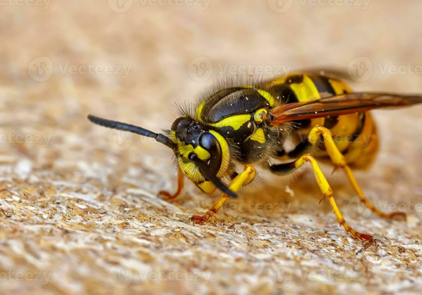 Close up of one danger wasp. Blurred background photo