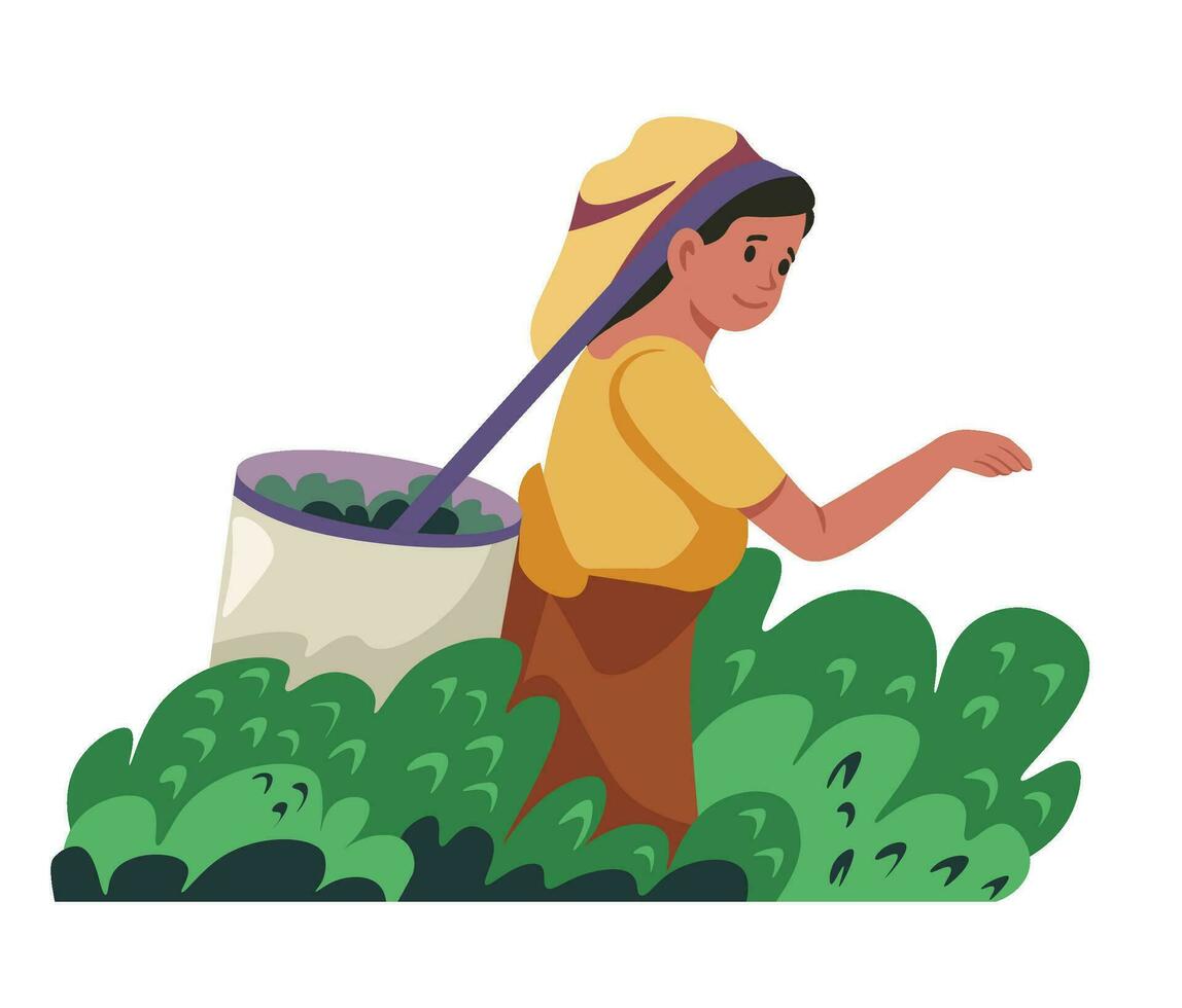 Collecting tea leaves on plantation, indian woman vector