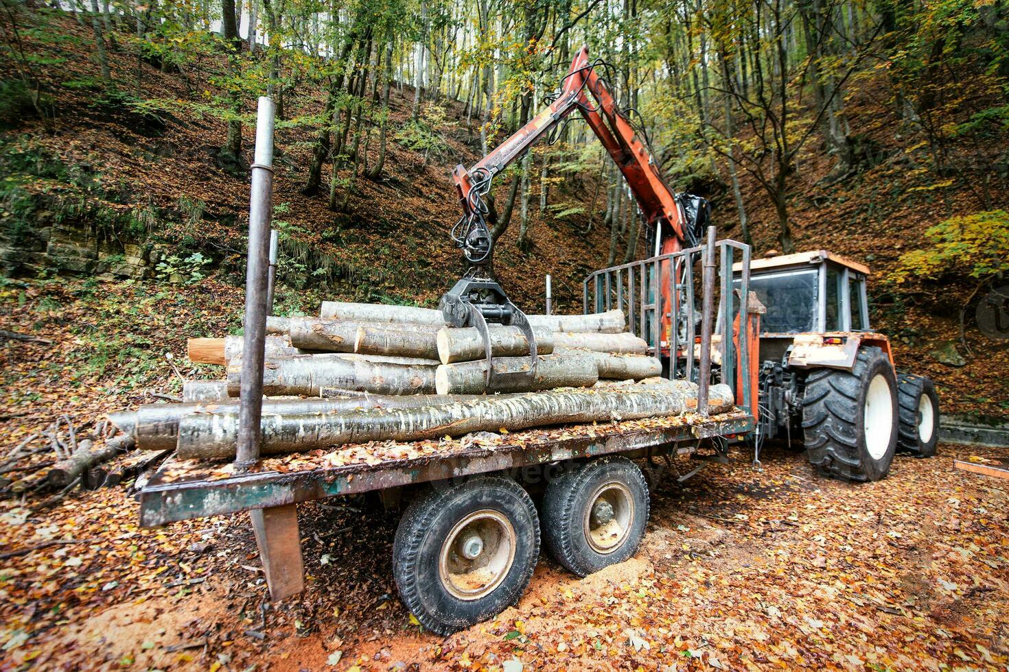 Loads of wood from freshly cut trees photo