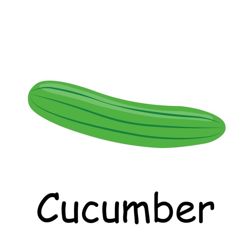 Cucumber illustration flat vector. Vegetables flashcard. Element for kitchen, cooking, super market, healthy lifestyle concept vector
