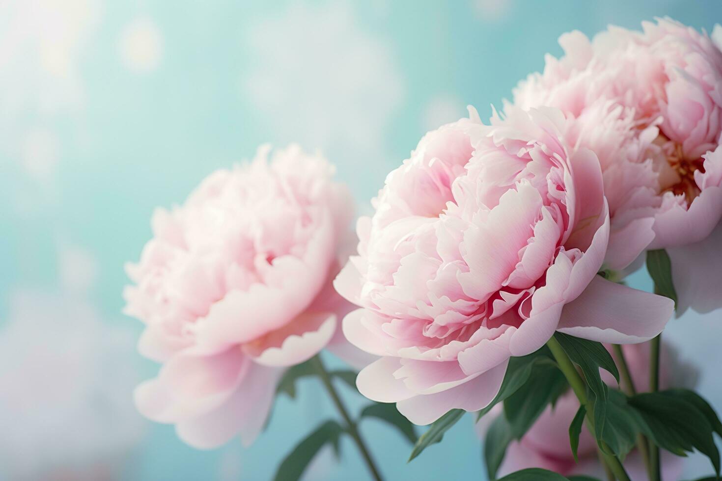 Beautiful pink large flowers peonies on a light blue turquoise background. Generative AI photo