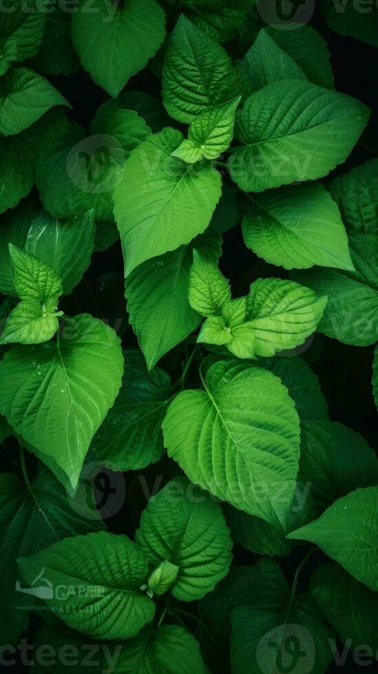 AI Generative green nature leaves photo