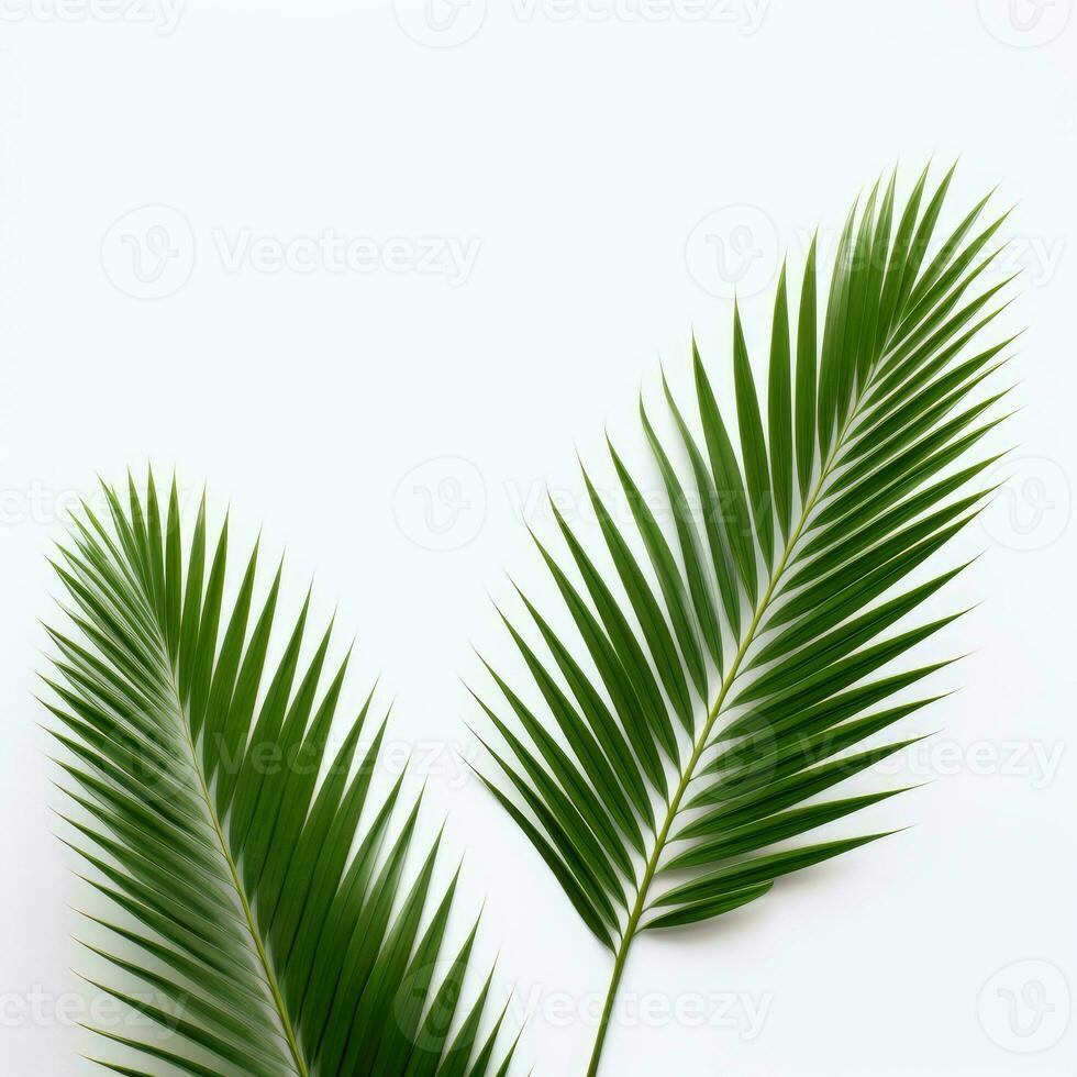 AI Generative palm leaves on a white background photo