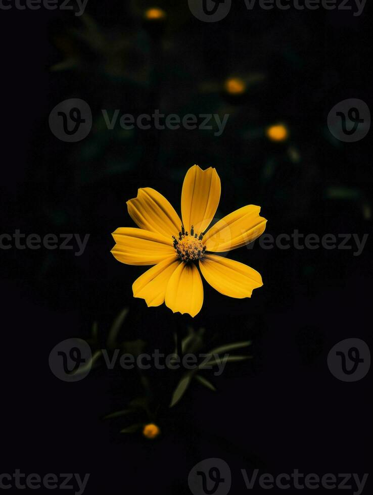 AI Generative single yellow flower in a dark photo
