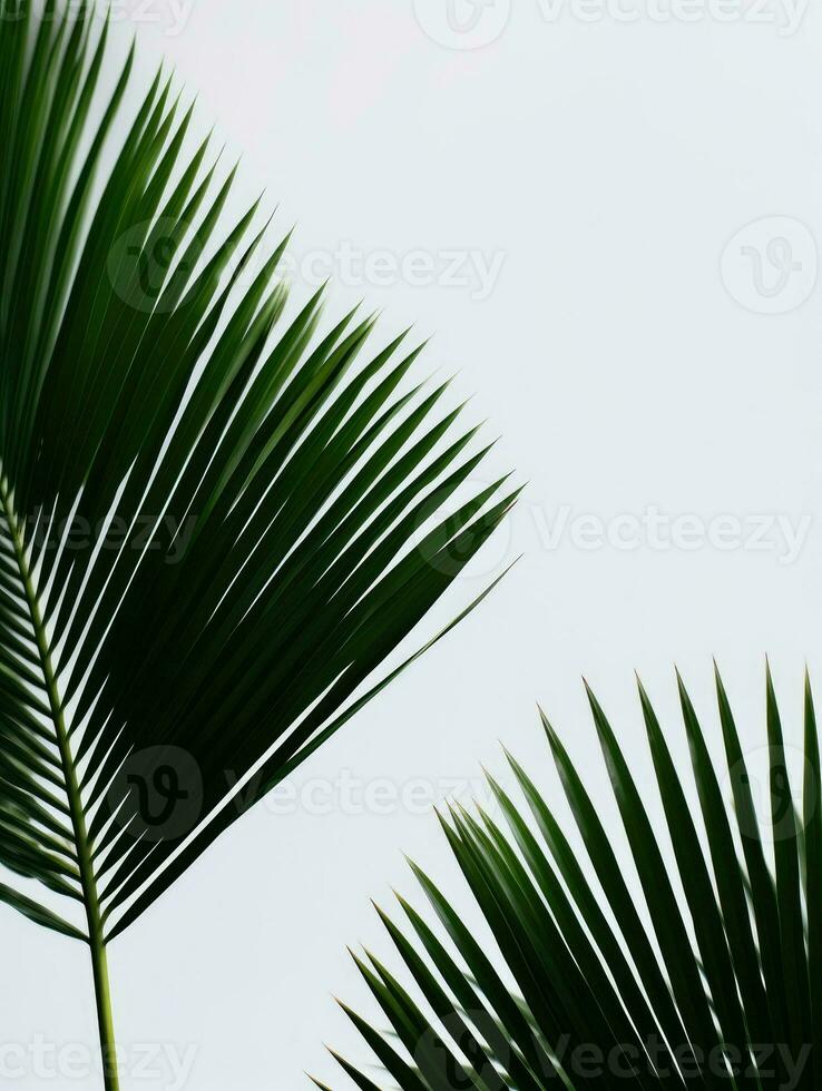 AI Generative palm leaves on a white background photo