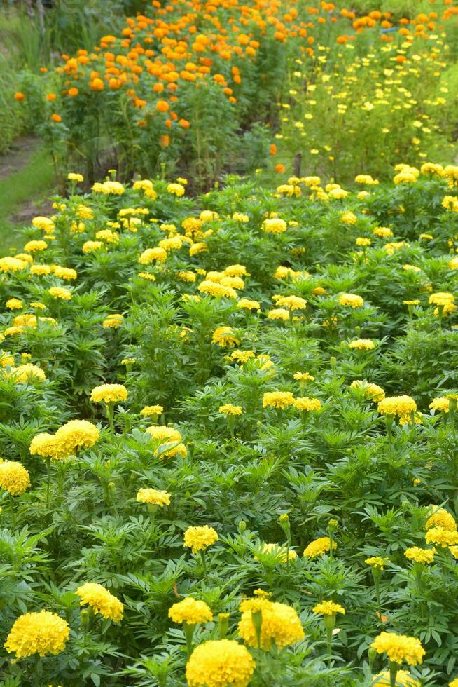 un campo de hermosa caléndulas floreciente en un jardín, bangkok, Tailandia foto