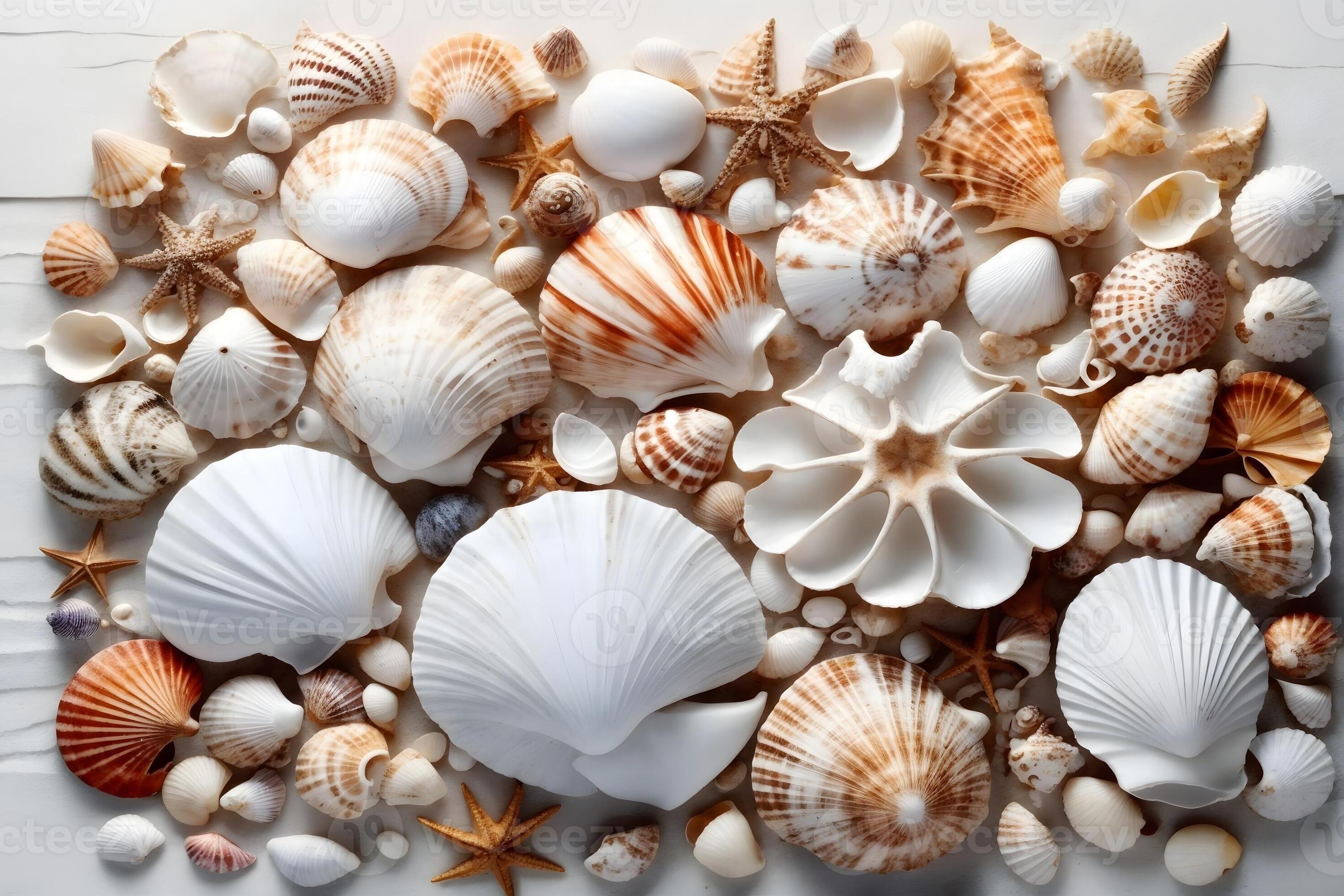 White Seashell Wallpaper, Seashell Background, Seashell Wallpaper