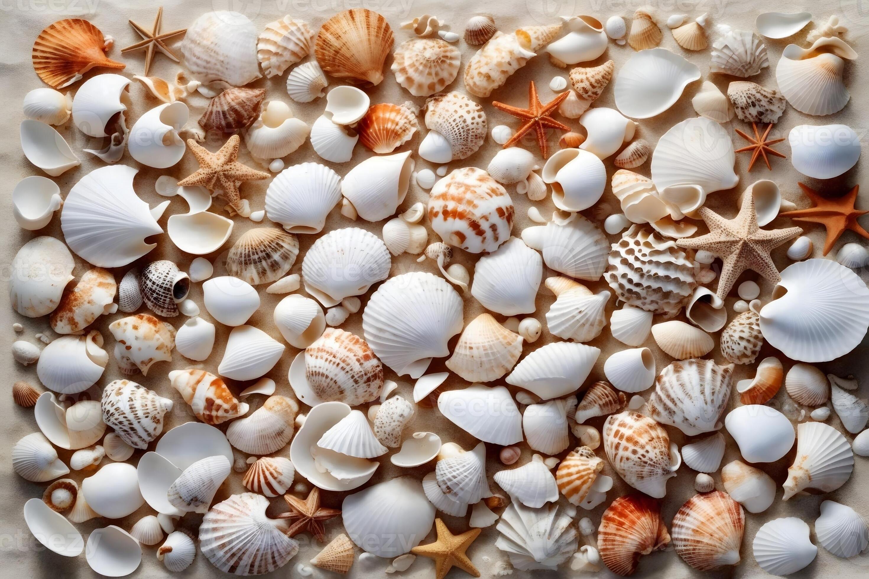 White Seashell Wallpaper, Seashell Background, Seashell Wallpaper