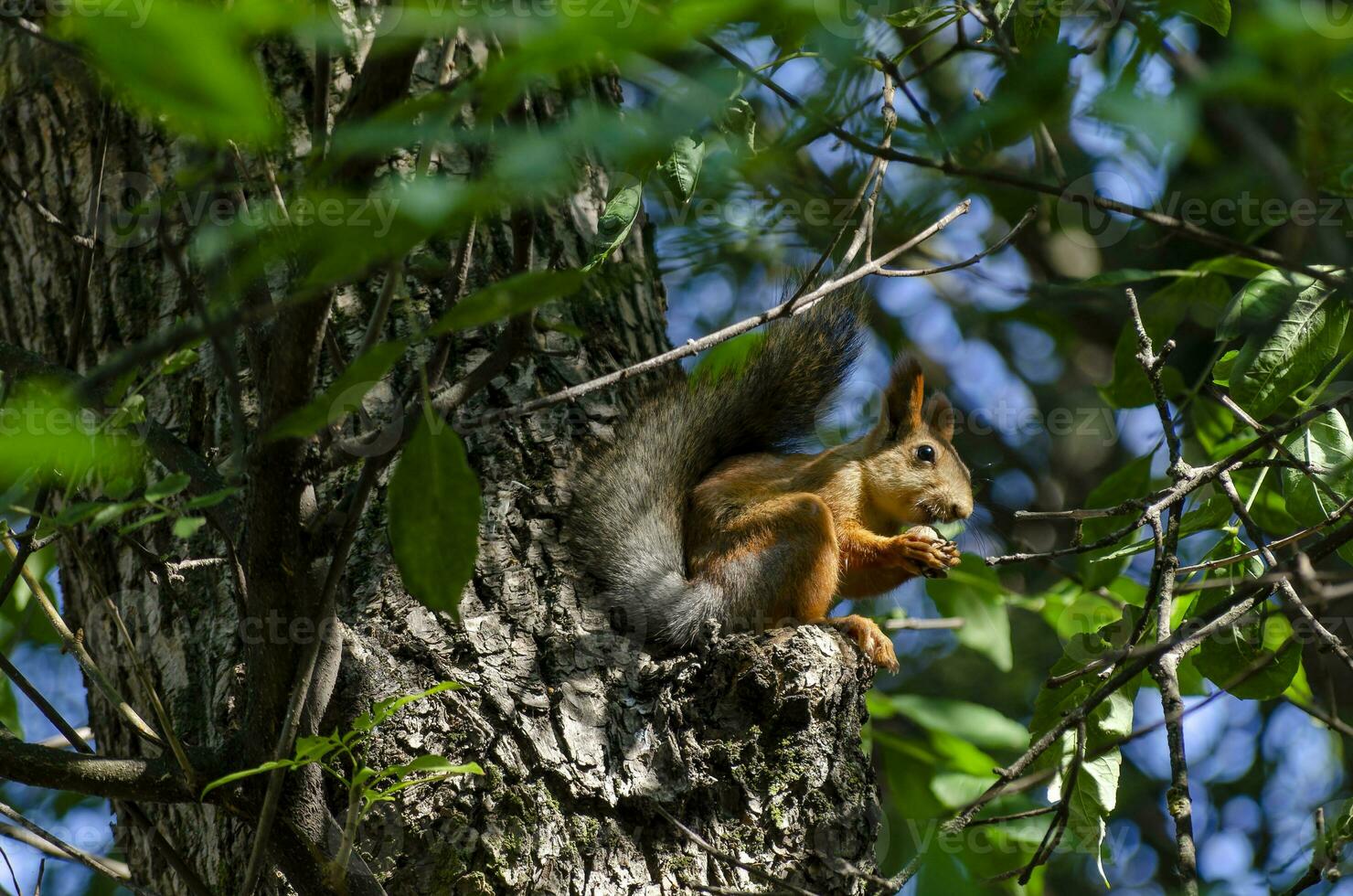 un rojo ardilla es roer un nuez en un árbol rama foto