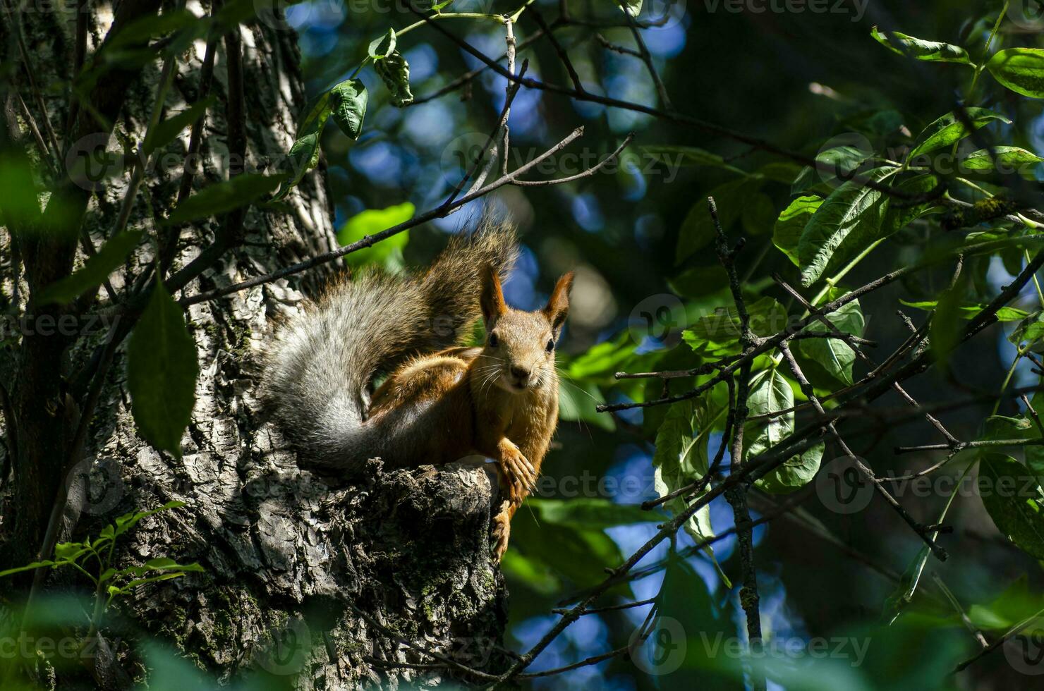 A red squirrel is gnawing a nut on a tree branch photo