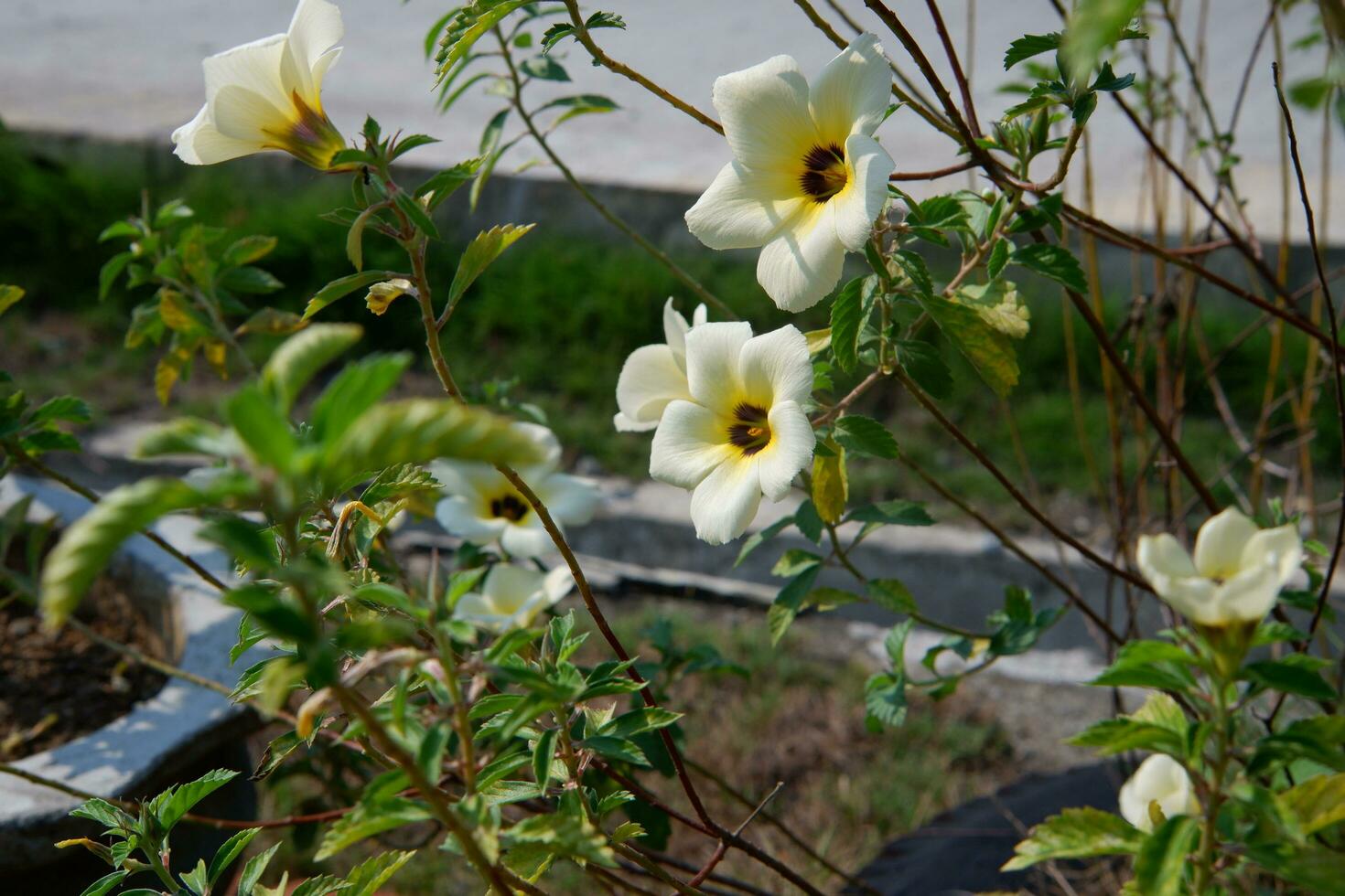 The eight o'clock flower ornamental plant has the scientific name turnera subulata photo