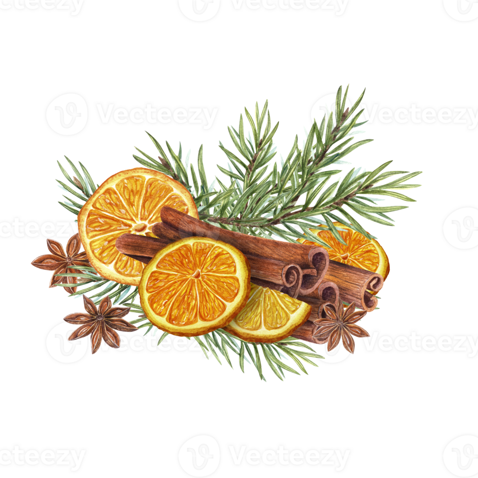 Dry orange slice, cinnamons sticks, star anise and spruce branch. Citrus, evergreen, spice, badian. Watercolor botanical illustration. Winter composition for the design of cards, package png