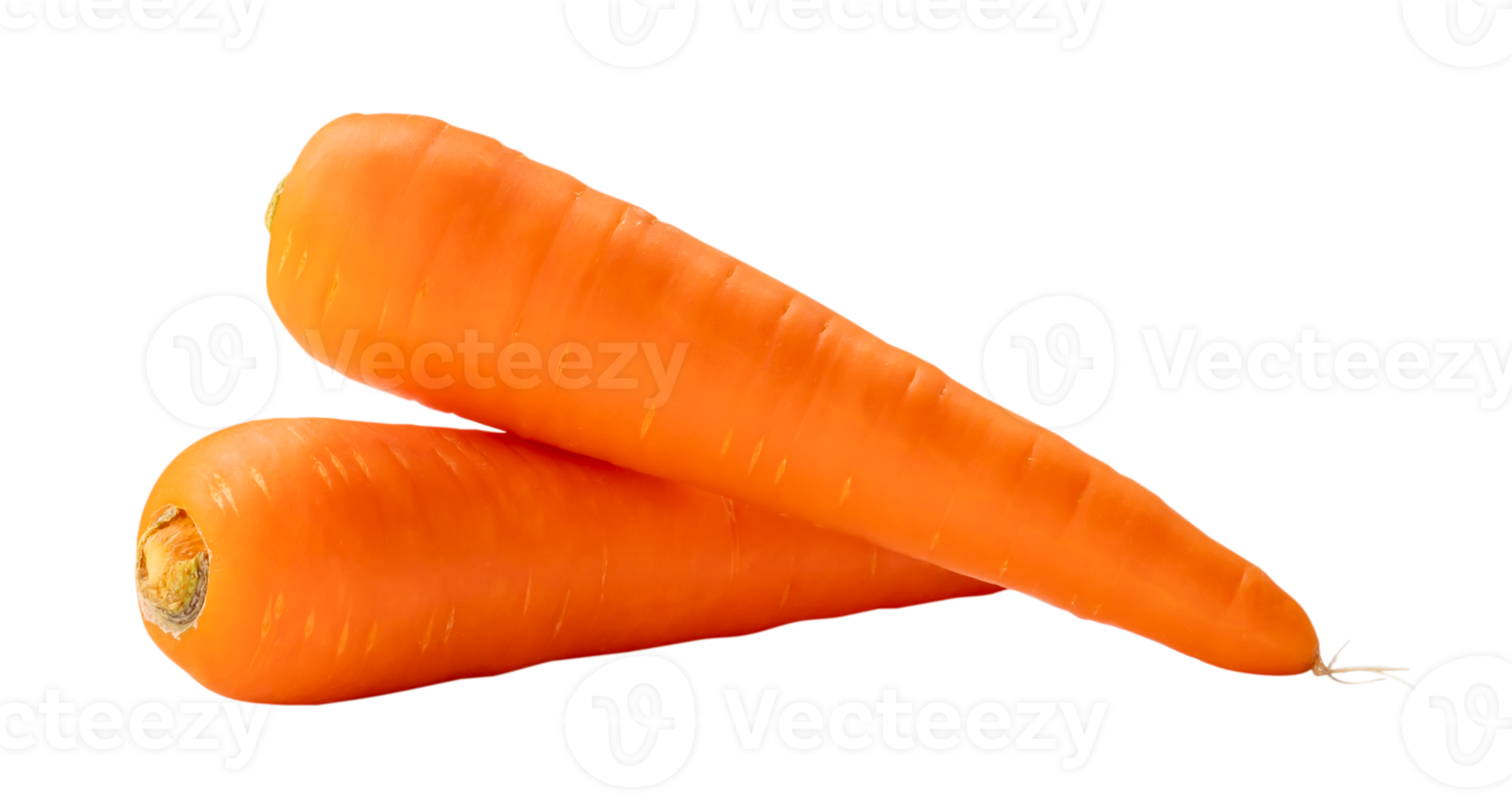 Two fresh orange carrots in stack isolated with clipping path in png file format, Close up of healthy vegetable root with full focus
