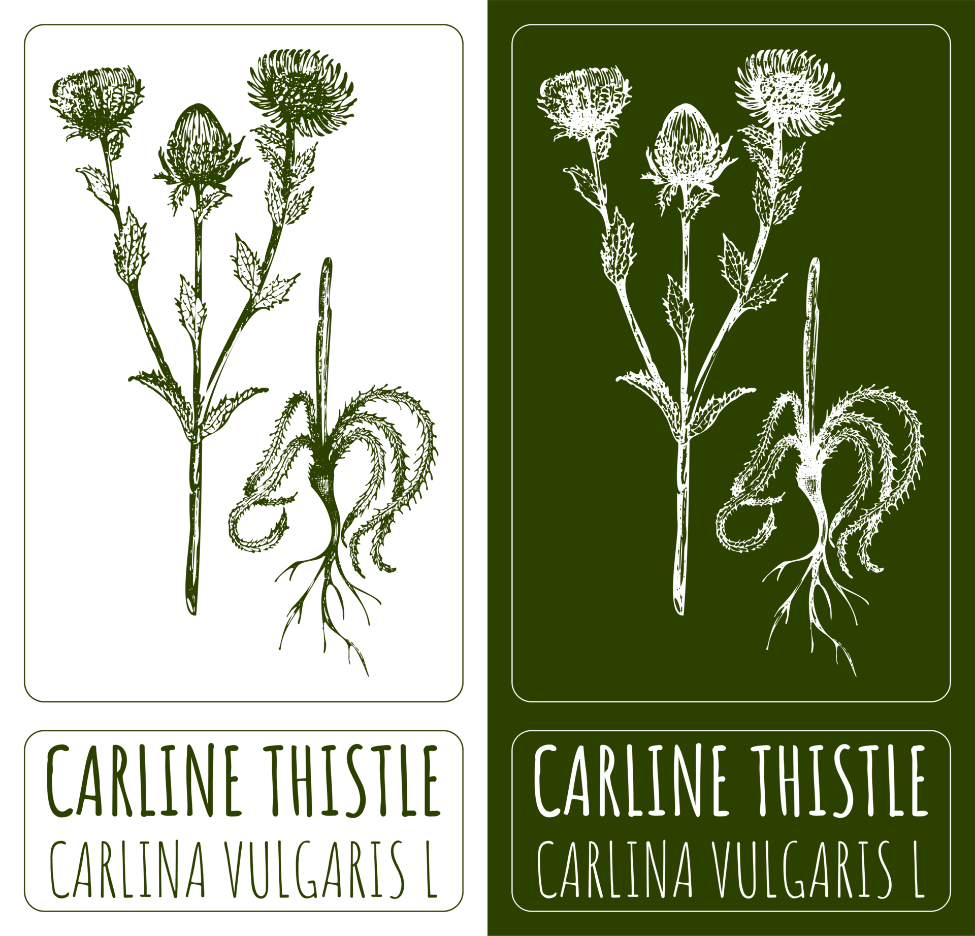 Drawings CARLINE THISTLE Hand Drawn Illustration Latin Name CARLINA drawings-carline-thistle-hand-drawn-illustration-latin-name-carlina