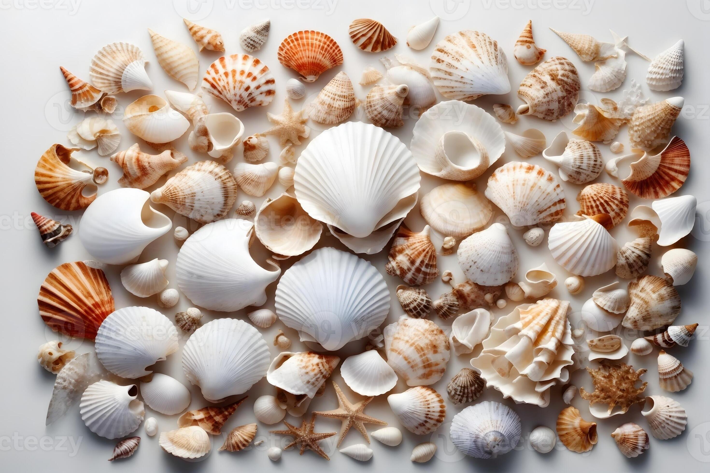 White Seashell Wallpaper, Seashell Background, Seashell Wallpaper