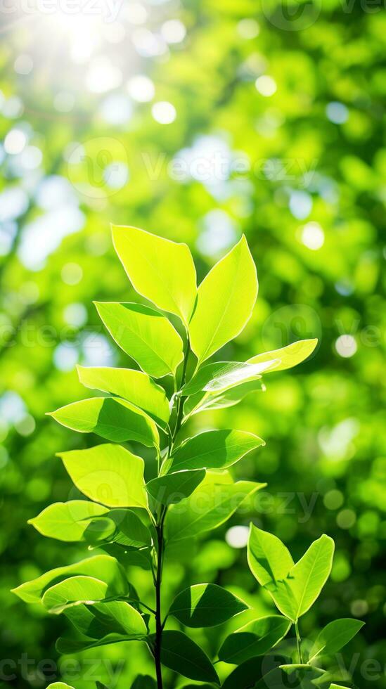 Close up of green leaf in a garden at summer under sunlight with blurred background. Generative AI photo