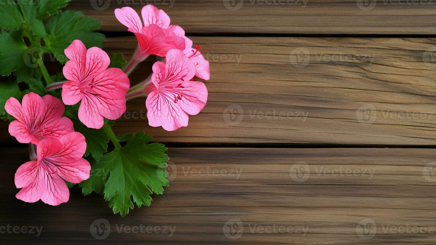 Geranium Pelargonium Flower on Wood Background with Copy Space, AI Generative photo