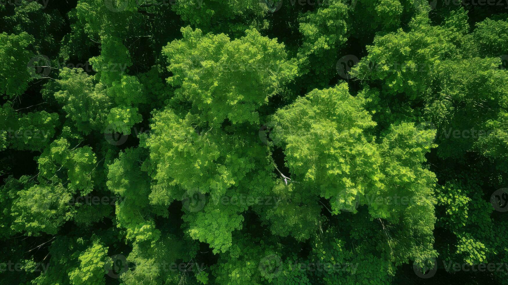 woodland overhead tree border top view ai generated photo