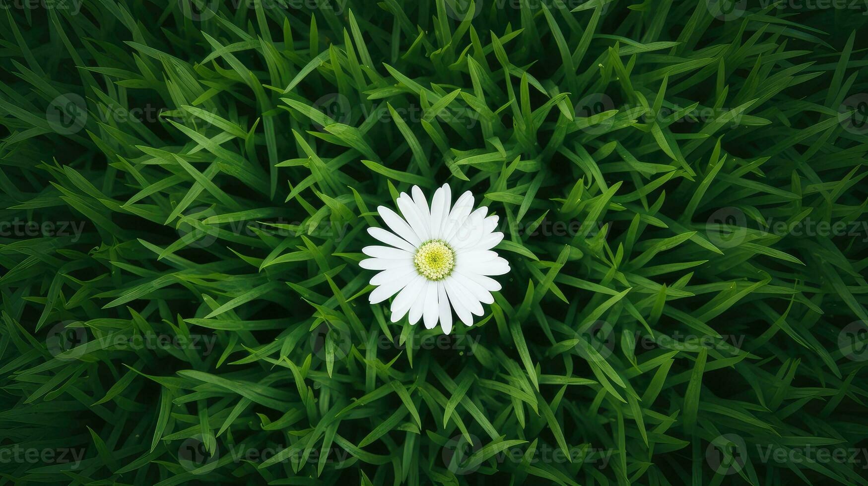 monochrome white green flower top view ai generated photo