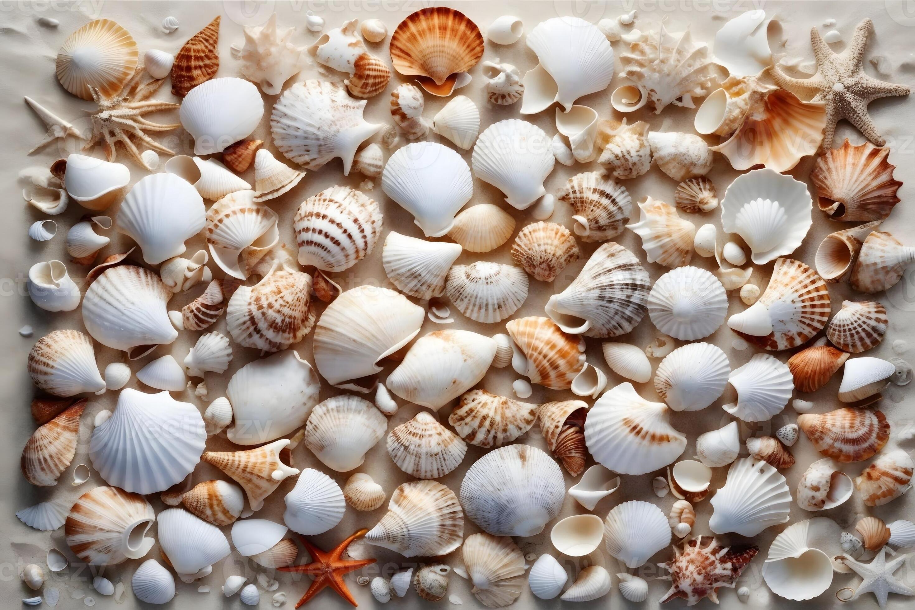 White Seashell Wallpaper, Seashell Background, Seashell Wallpaper